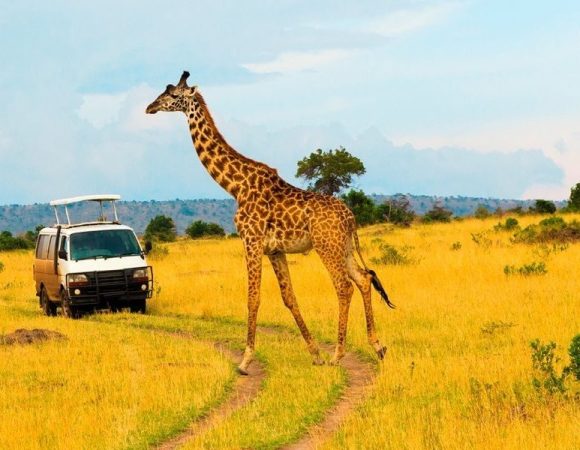 3 Days, 2 Nights Masai Mara Private Safari in Tour Van