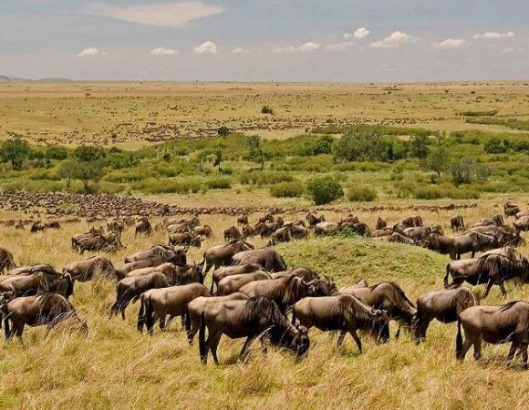 3 Days Masai Mara Group Joining Safari in 4×4 Land Cruiser