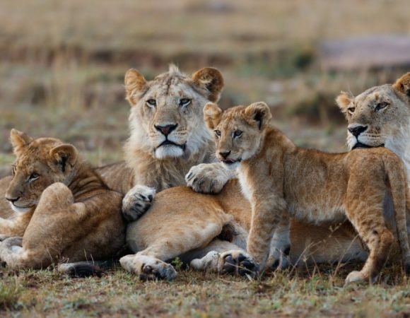 3 Days, 2 Nights Masai Mara Private Safari in 4 X 4 Jeep