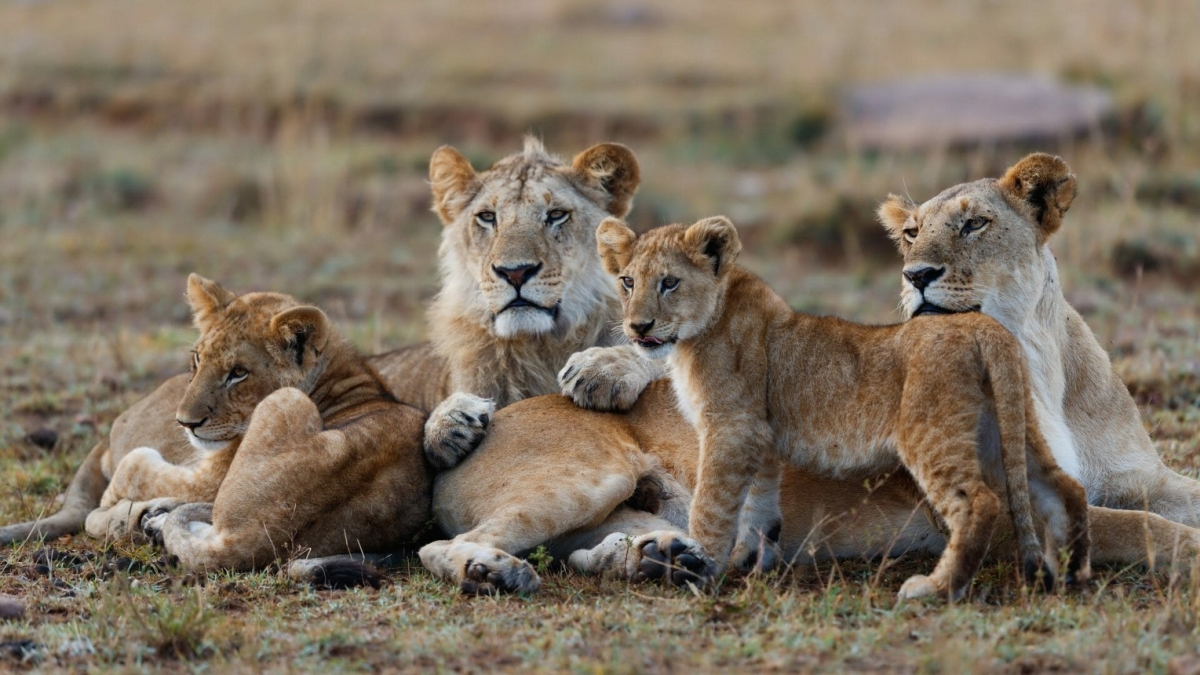 3 Days, 2 Nights Masai Mara Private Safari in 4 X 4 Jeep