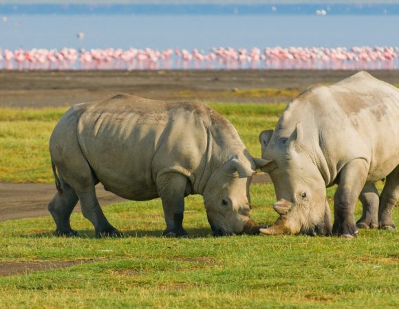 4 Days Mara & Lake Nakuru Group Joining Safari in Van