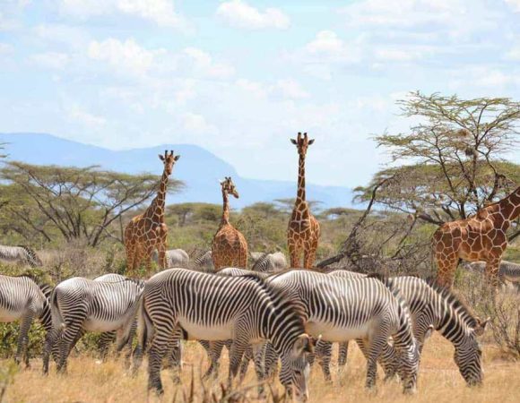 3 Days, 2 Nights Samburu National Reserve Safari