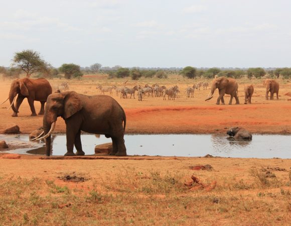 3 Days Tsavo East National Park Safari from Mombasa