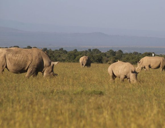 3 Days, 2 Nights Ol Pejeta Conservancy Safari