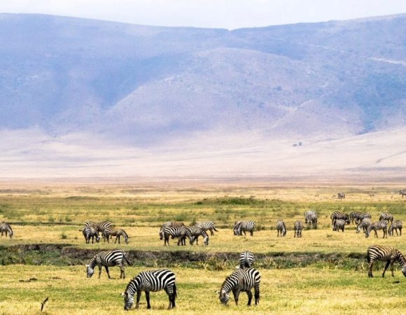 4 Days Tanzania Safari: Serengeti, Ngorongoro Crater & Lake Manyara