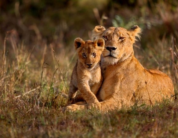 3 Days 2 nights Maasai Mara Group Joining safari in a 4x4 Jeep- without Park fees