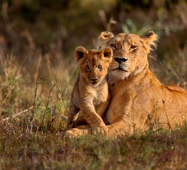 3 Days 2 nights Maasai Mara Group Joining safari in a 4x4 Jeep- without Park fees