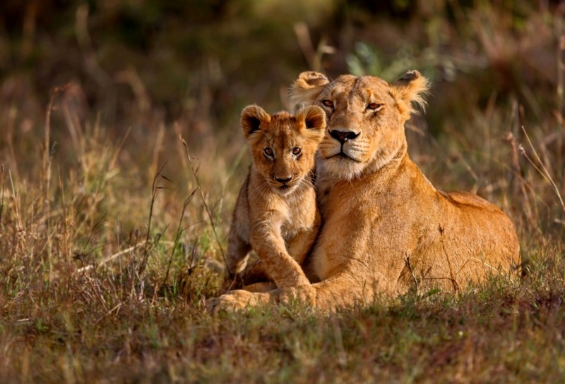 Kenya Private Safaris