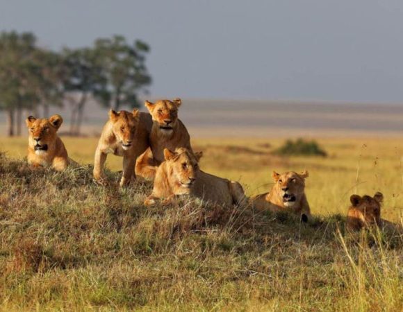 8 Days Kenya & Tanzania Private Budget Camping Safari