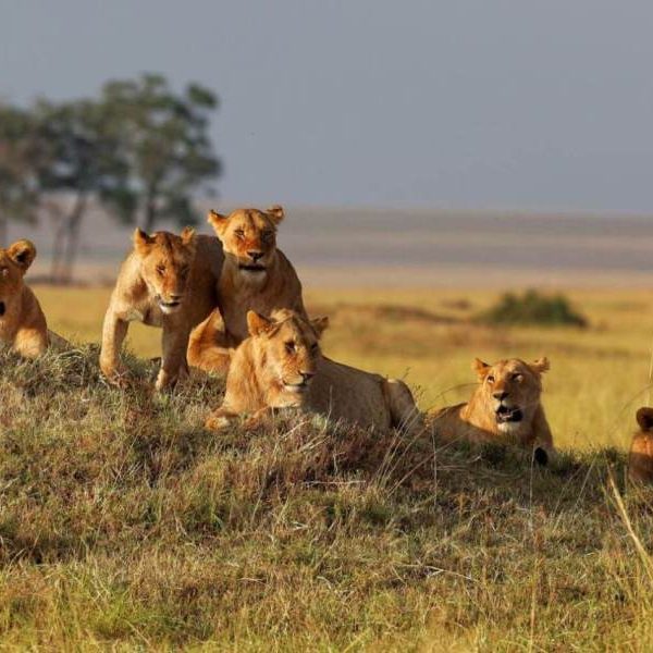 8 Days Kenya & Tanzania Private Budget Camping Safari