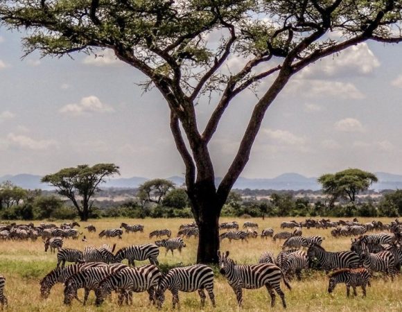 5 Days Masai Mara & Serengeti Budget Camping Adventure