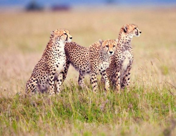 Day tour to Maasai Mara Reserve from Nairobi
