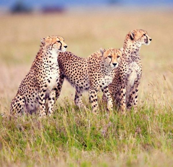 Day tour to Maasai Mara Reserve from Nairobi