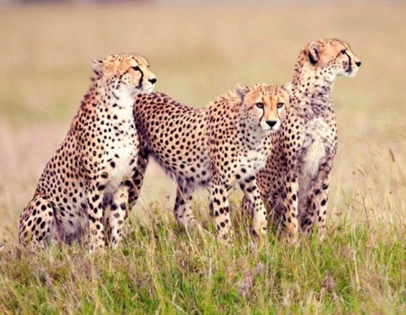 11 Days, 10 Nights Combined Kenya & Tanzania Private Safari