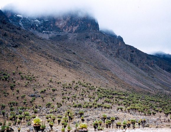 Day Tour to Mt Kenya Hiking & Trekking