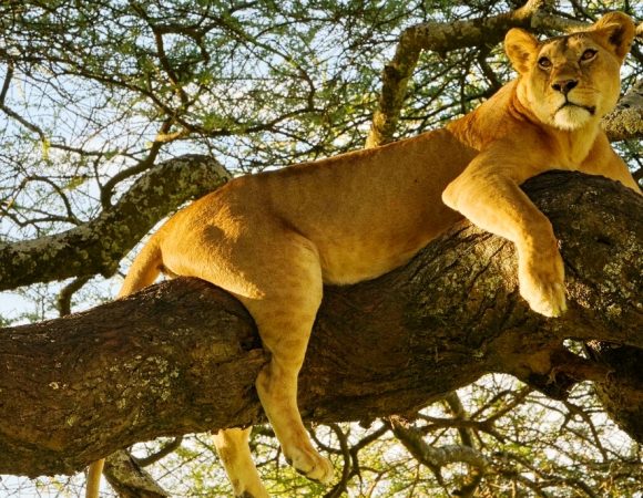 16 Days Luxury Flying Kenya & Tanzania Safari combined with Zanzibar Beach