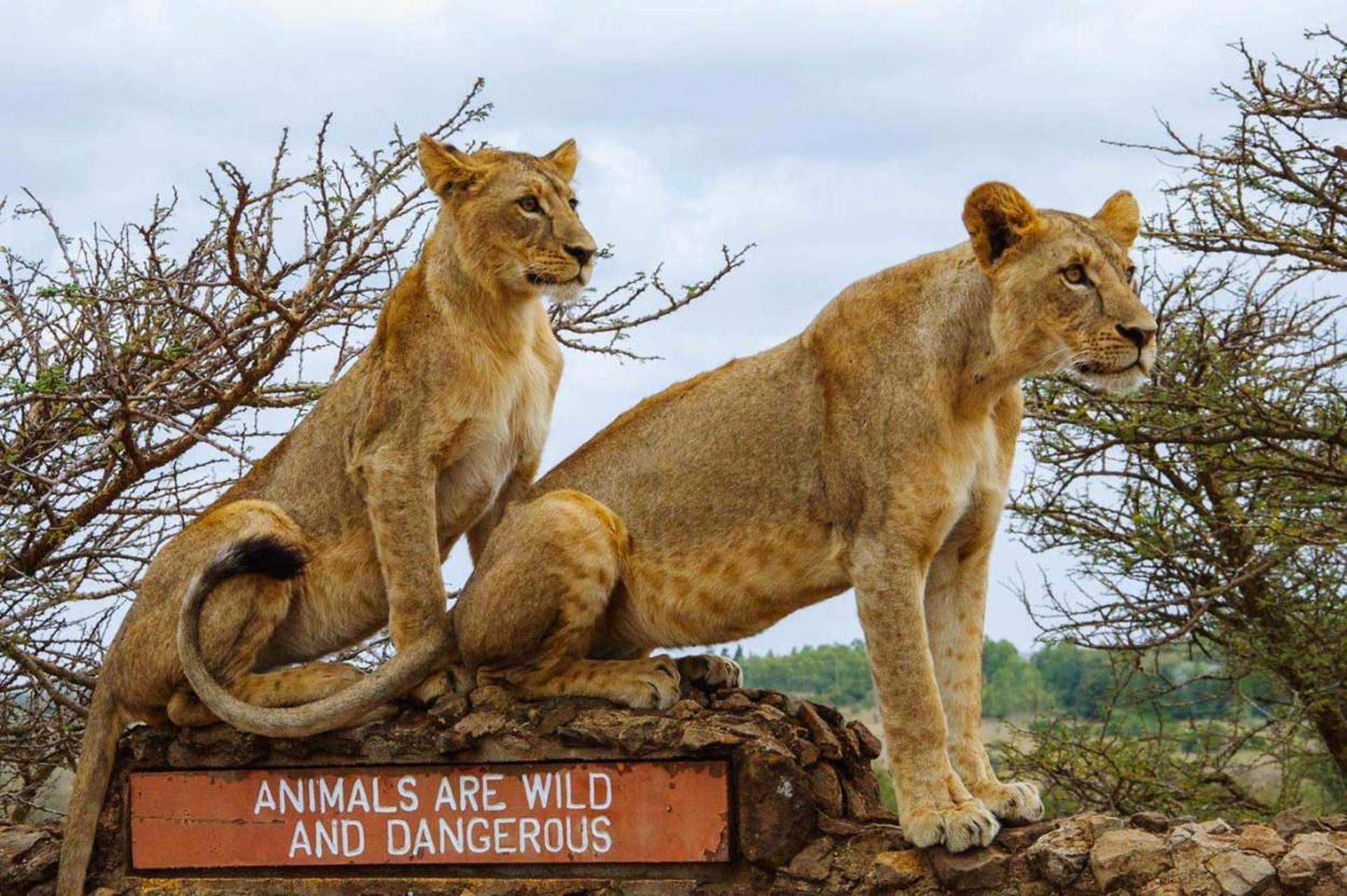 Nairobi National Park Day Tour